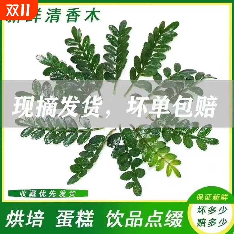 清香木叶子蛋糕装饰新鲜西餐烘焙植物装饰摆盘点缀甜品胡椒木盆栽 - 封面