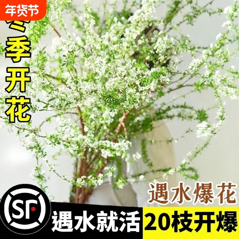 鲜枝花苞水养干枝支水培植物超长花期鲜切花枝条插花室内开花冬季,鲜花速递/花卉仿真/绿植园艺,时令草本花卉,淘宝优惠券,粉丝福利购,淘宝优惠卷