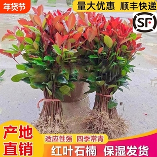 红叶石楠树苗四季常青植物庭院花园室外篱笆绿化工程苗木花卉绿植