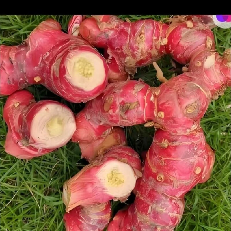 红皮精选正宗南姜新鲜山姜头牛羊肉野生调料潮汕火锅提味配料生姜