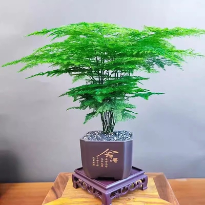 文竹盆栽水培植物老桩花卉室内桌面盆景四季常青绿植摆件客厅造景