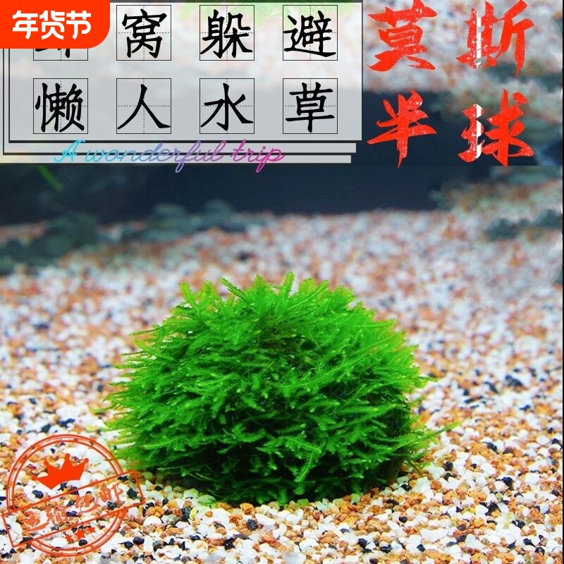水草莫斯半球虾窝躲避屋阴性草莫斯树草二氧化碳好养鱼虾火焰沉木