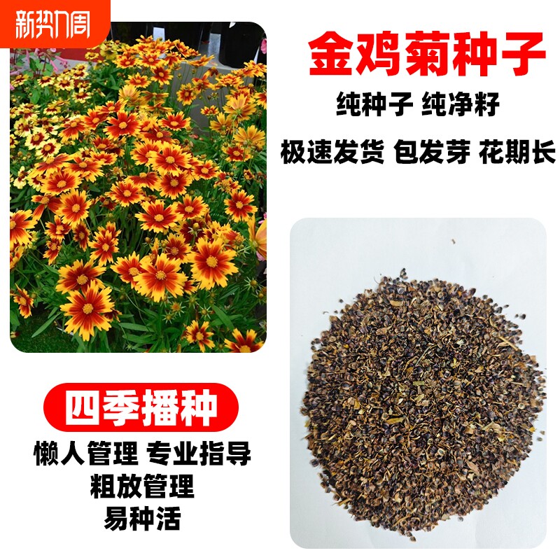 金鸡菊种子多年生大花金钱菊花籽盆栽四季易活景观绿化花卉种籽孑