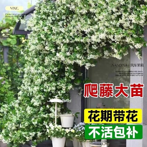 风车茉莉爬藤植物盆栽大苗垂丝茉莉花卉好养绿植四季开花阳台室内