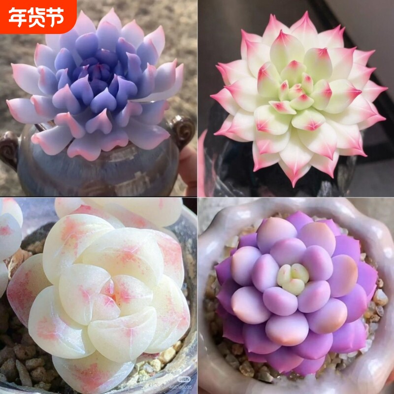 多肉特玉莲麦秆泡芙厚梦橙梦露盆栽室内办公室桌面好养仙子阳台