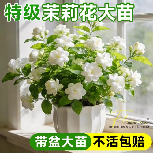 茉莉花盆栽花卉植物室内花四季开花树苗阳台庭院好养易活驱蚊绿植