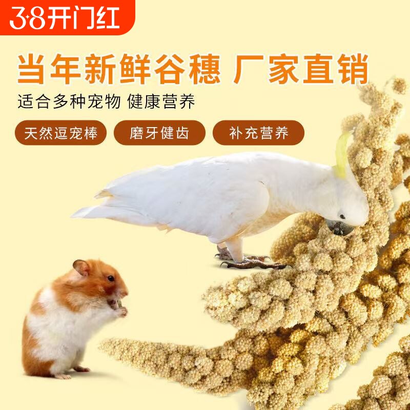 新品鹦鹉黄谷穗鸟粮鸟饲料零食天然带壳谷子仓鼠造景装饰新鲜