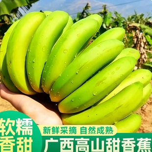 广西高山甜香蕉当季新鲜水果大芭蕉小米蕉皇帝蕉自然熟现摘整箱