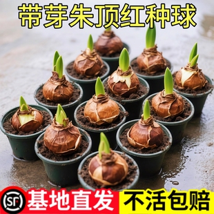 带花苞朱顶红进口重瓣盆栽植物阿弗大球四季开花好养室内耐寒室外