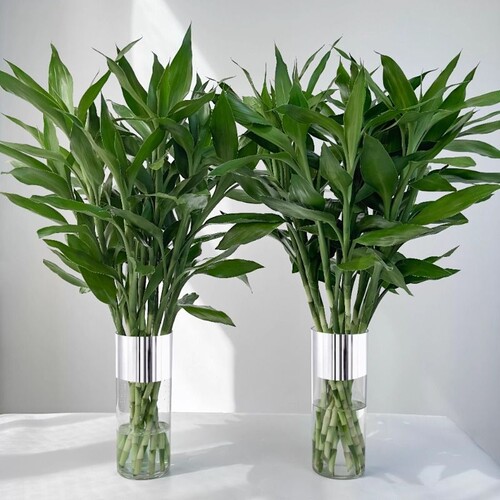 富贵竹水培植物室内绿植