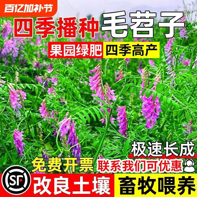 光叶紫花苕种子牧草果园绿肥种籽箭舌豌豆高产耐寒耐旱毛苕子草籽