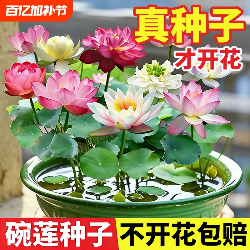 碗莲种子水培植物带花苞睡莲易播种莲室内好养四季荷花卉盆栽水养