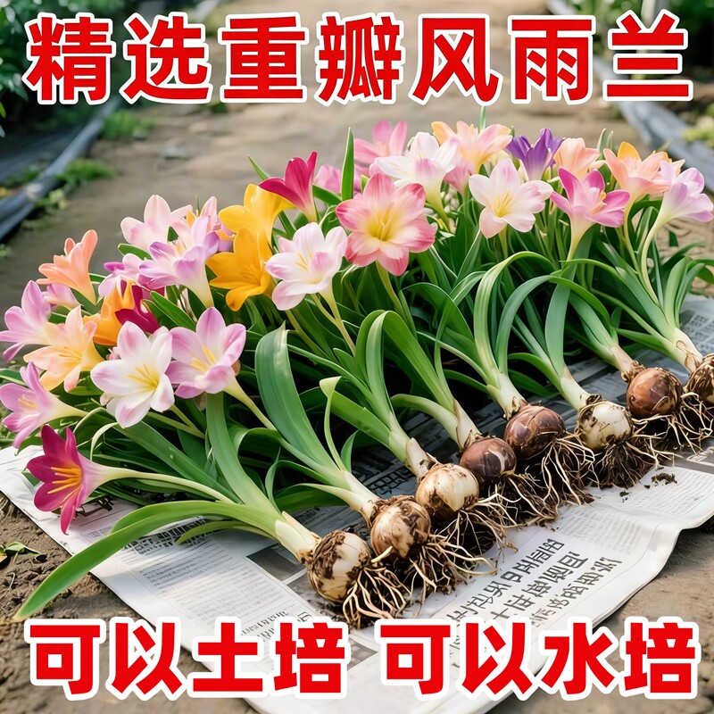 重瓣风雨兰盆栽庭院阳台花卉绿植图片