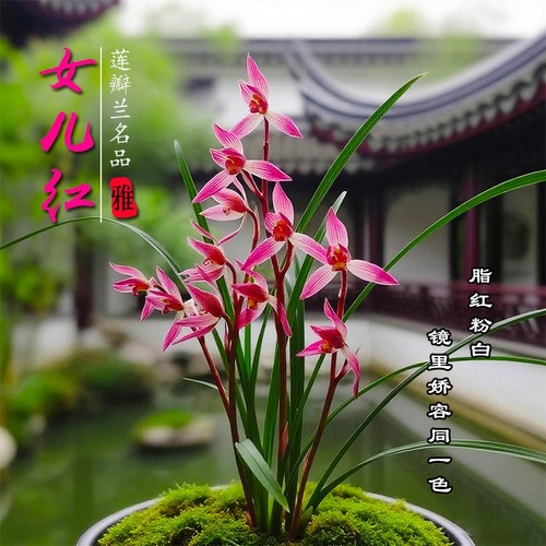 莲瓣兰女儿红兰花苗冬带花苞室内阳台好养绿植花盆栽客厅开花浓香