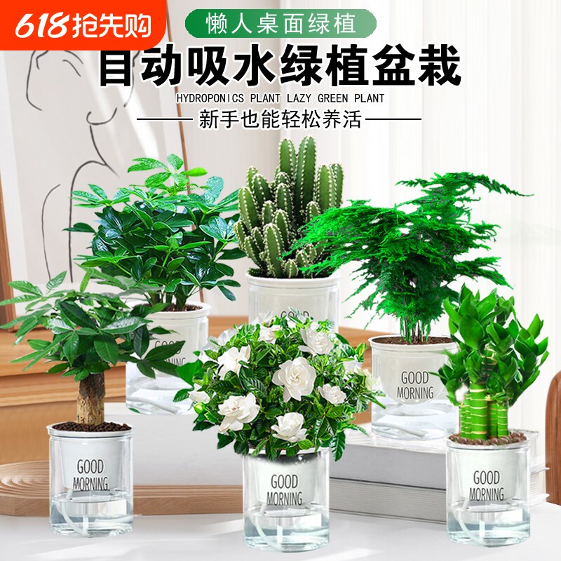 绿萝盆栽室内客厅除甲醛好养活花卉发财树水培植物白掌开花文竹