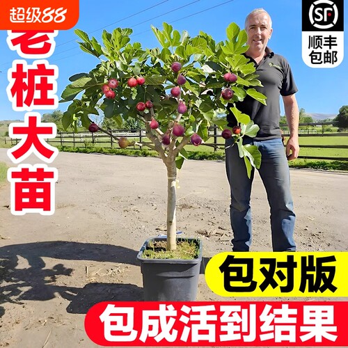 无花果树果苗特大阳台南方种植果波姬青皮红水果树苗盆栽老桩庭院