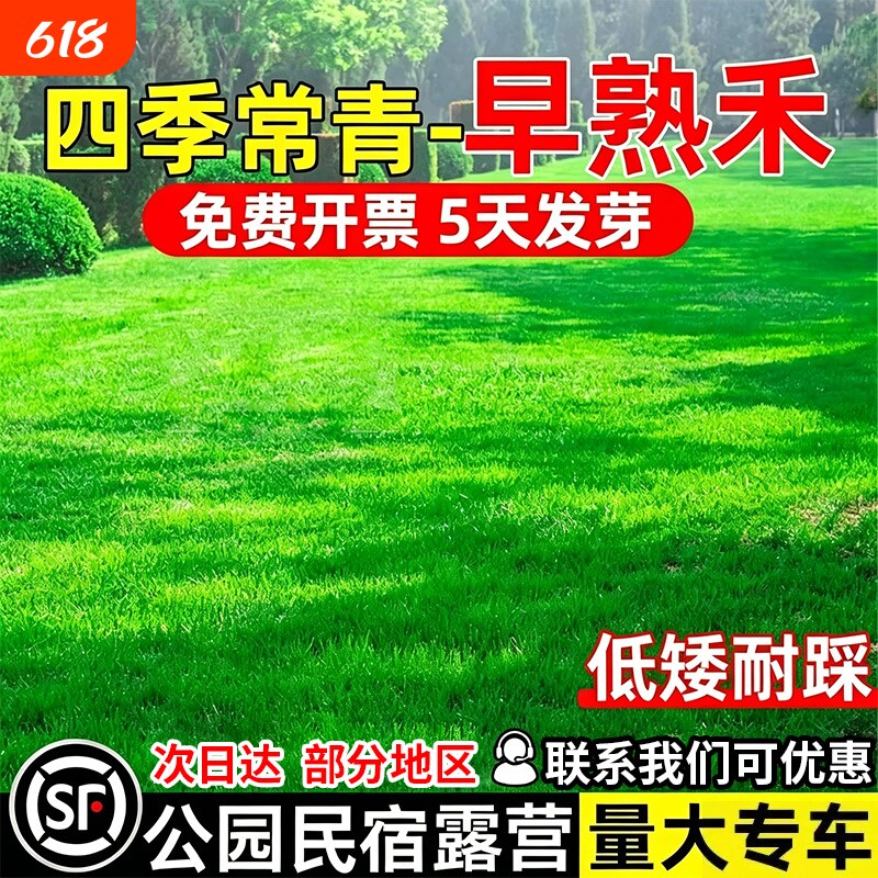 早熟禾草籽免修剪四季常青草种子公园民宿露营低矮耐踩多年生种籽