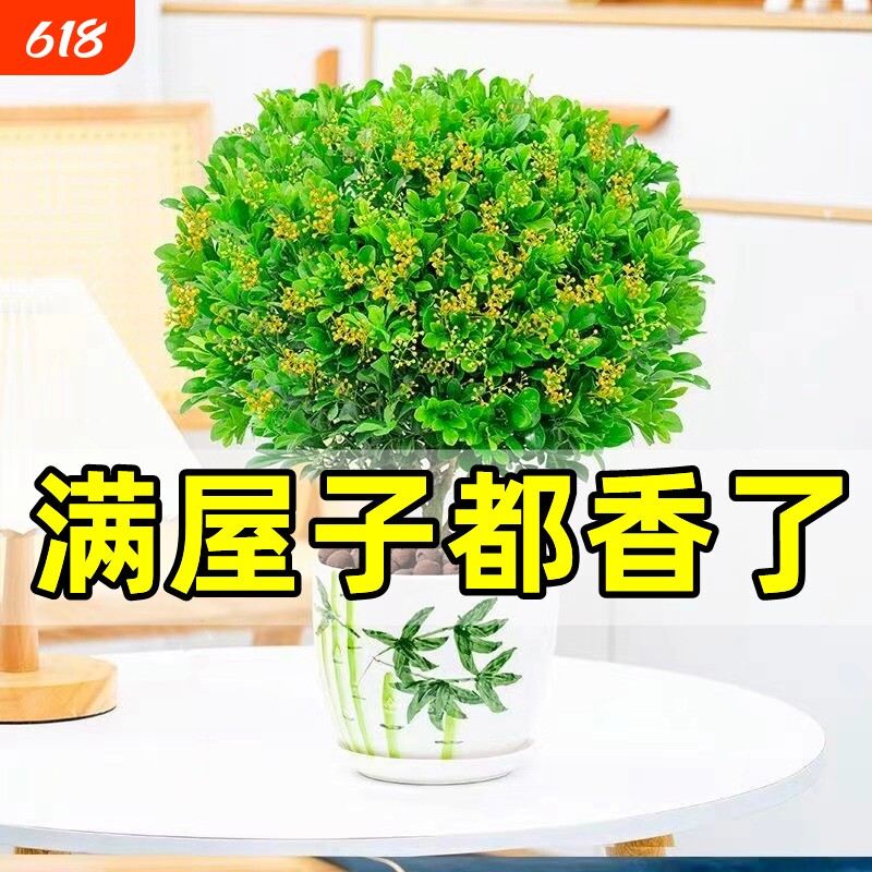米兰花盆栽带花苞茉莉花室内四季开花九里香老桩盆景驱蚊绿植阳台
