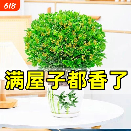 米兰花盆栽带花苞茉莉花室内四季开花九里香老桩盆景驱蚊绿植阳台