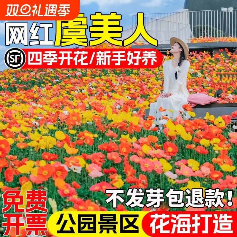 虞美人花种子四季开花庭院别墅公园小区花海景观花籽野花组花种籽