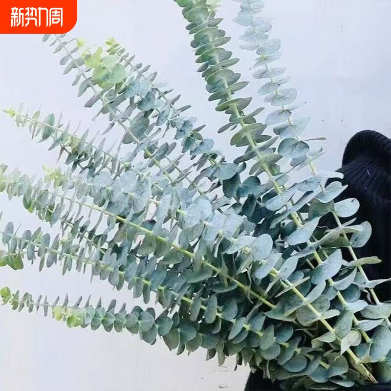 尤加利叶云南鲜花配草基地直发花材搭配花束插瓶水养插花水培客厅