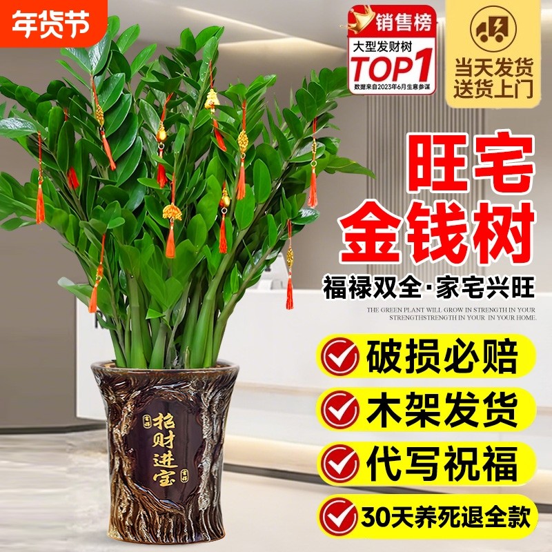 金钱树盆栽客厅大花盆办公室内大型绿植招财旺宅开业乔迁四季好养,鲜花速递/花卉仿真/绿植园艺,大型绿植/成品组合盆栽,淘宝优惠券,粉丝福利购,淘宝优惠卷