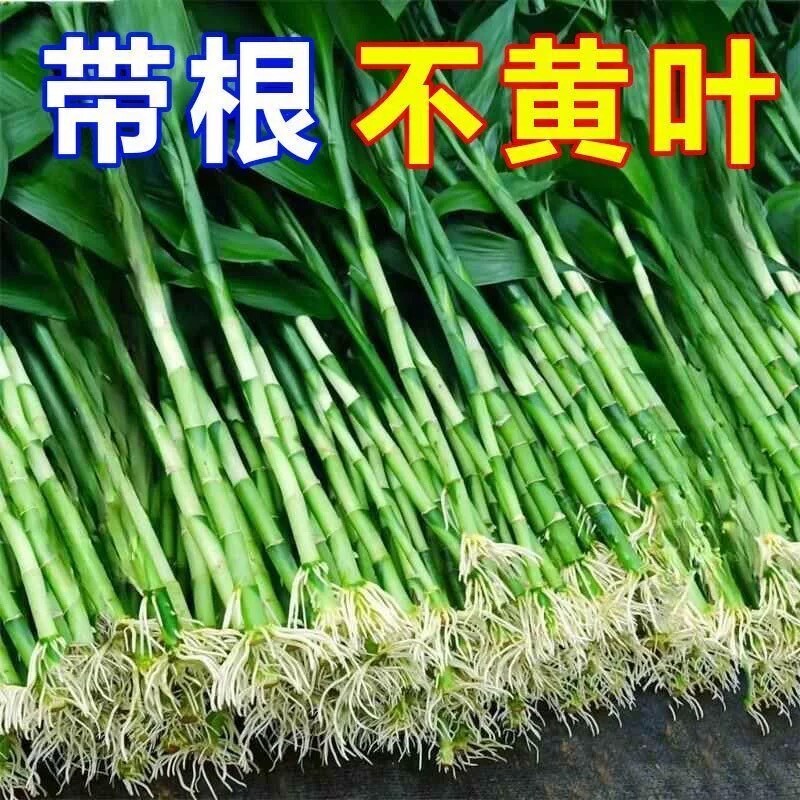 粗杆带根富贵竹水培植物花水养客厅土养富贵竹粗竹绿植转运竹好养