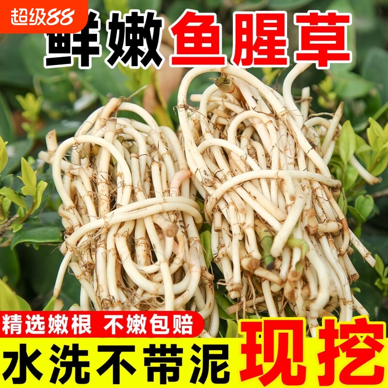 折耳根新鲜鱼腥草猪鼻孔当季野蔬菜嫩芽嫩根叶贵州凉拌下饭菜即食