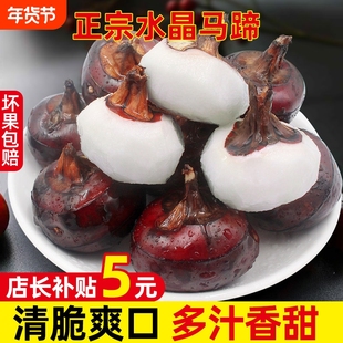 现挖正宗农家安徽新鲜水果马蹄荸荠荔浦5蔬菜饽荠包邮大果