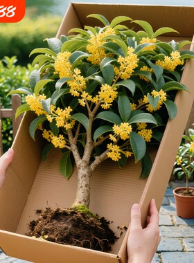 桂花树苗盆栽室内阳台花卉植物四季桂小苗耐寒开花庭院客厅金桂