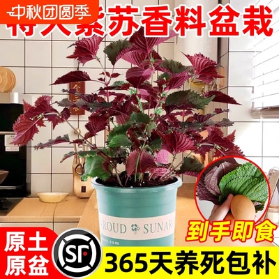 紫苏苗盆栽可食用厨房新鲜紫苏叶