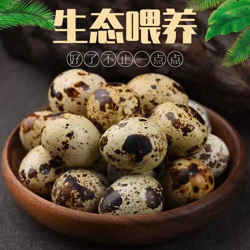 新鲜农家自产鹌鹑蛋食用杂粮喂养营养宝宝辅食口感细腻多种吃法生