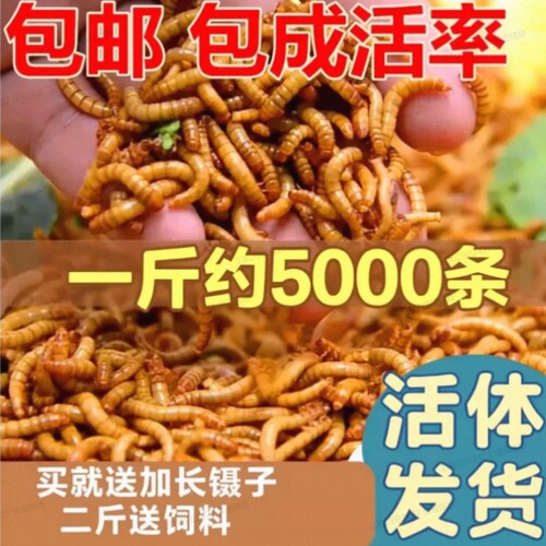 面包虫黄粉虫活体饲料活体虫鹦鹉鱼大麦金龙鱼乌龟蛙爬宠养殖一斤