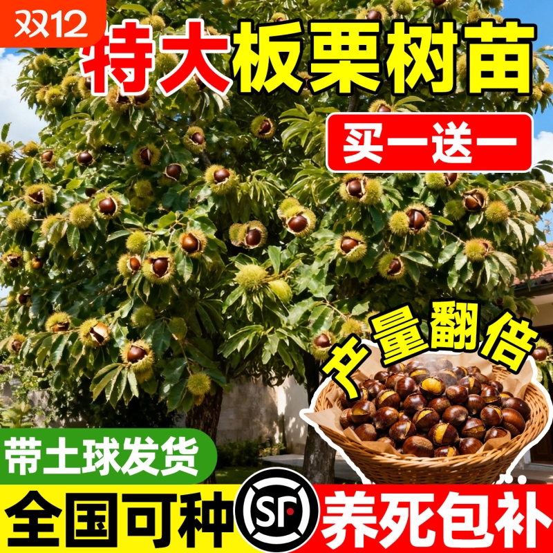 特大号北方种植庭院当年结果