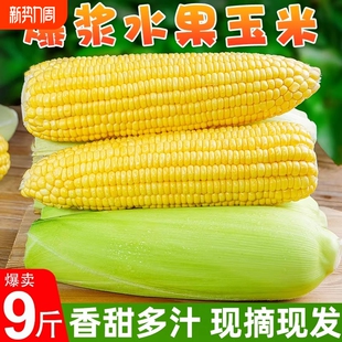 新鲜现摘水果玉米黄金新鲜水果甜玉米玉米棒整箱脆甜爆浆金黄玉米