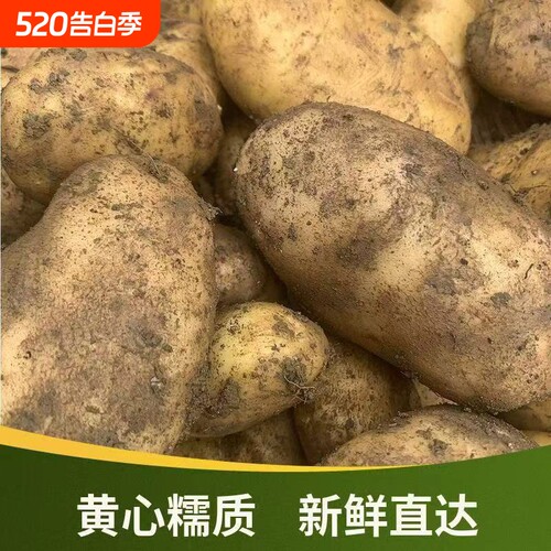 贵州毕节今年新黄心土豆