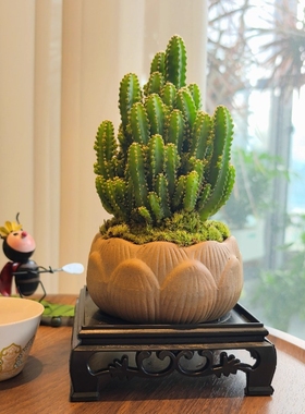万重山盆景室内盆栽绿植花卉仙人掌四季好养多肉类植物仙人球客厅