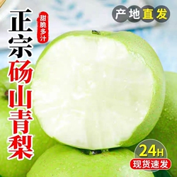 安徽砀山梨青梨酥梨子水果新鲜应当季整箱包邮正宗皇雪翠冠梨