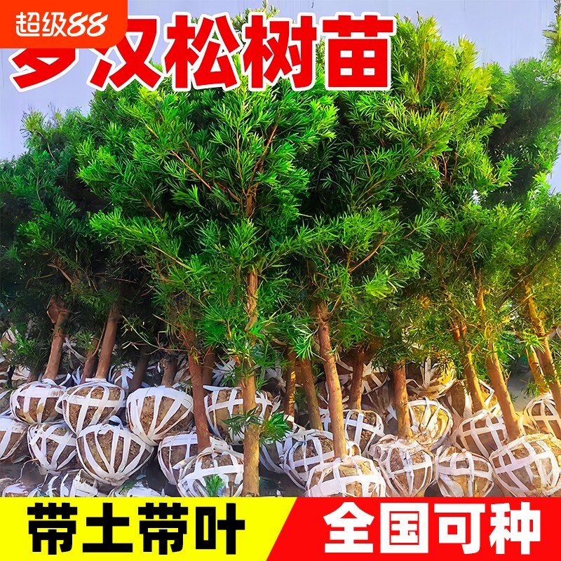 罗汉松树苗小叶雀舌室外庭院盆栽地栽盆景树桩名贵绿化苗造型耐热图片