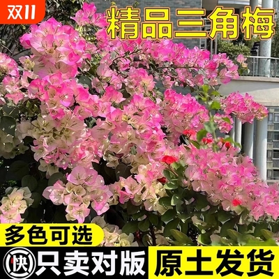 三角梅重瓣四季开花带花老桩大树盆栽苗绿樱勤花花卉植物好养的花