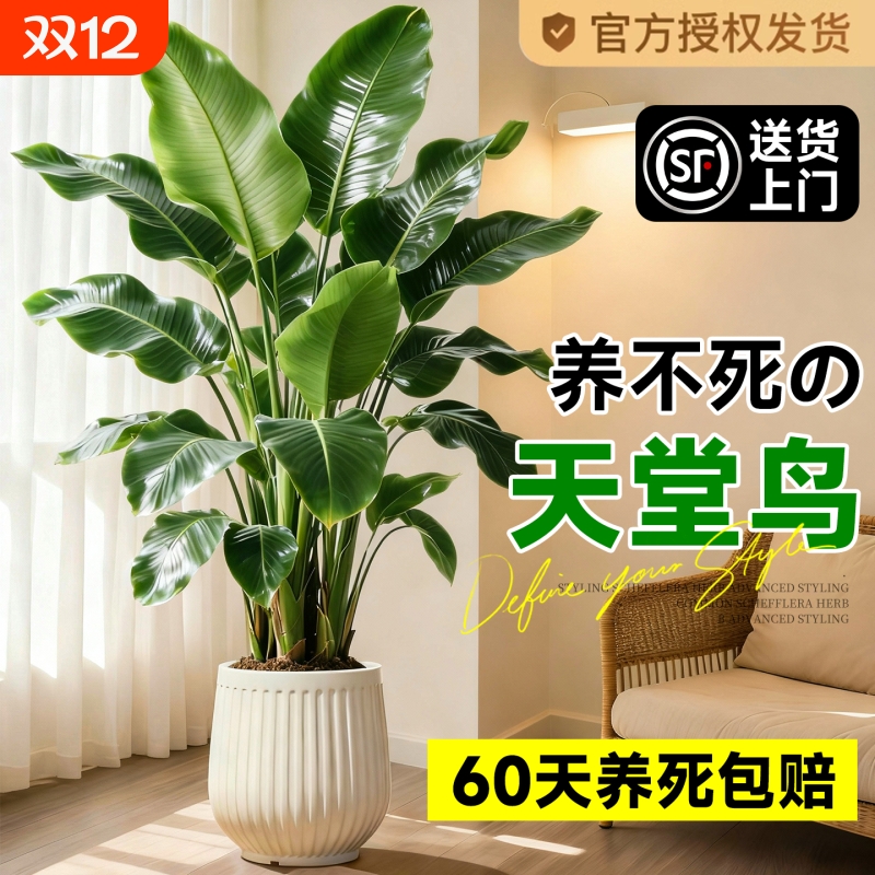 天堂鸟绿植室内办公室客厅大型植物盆栽高级感落地大号好养真花