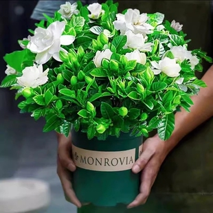 栀子花盆栽老桩茉莉花卉水培绿植物室内四季好养九里香树苗客厅