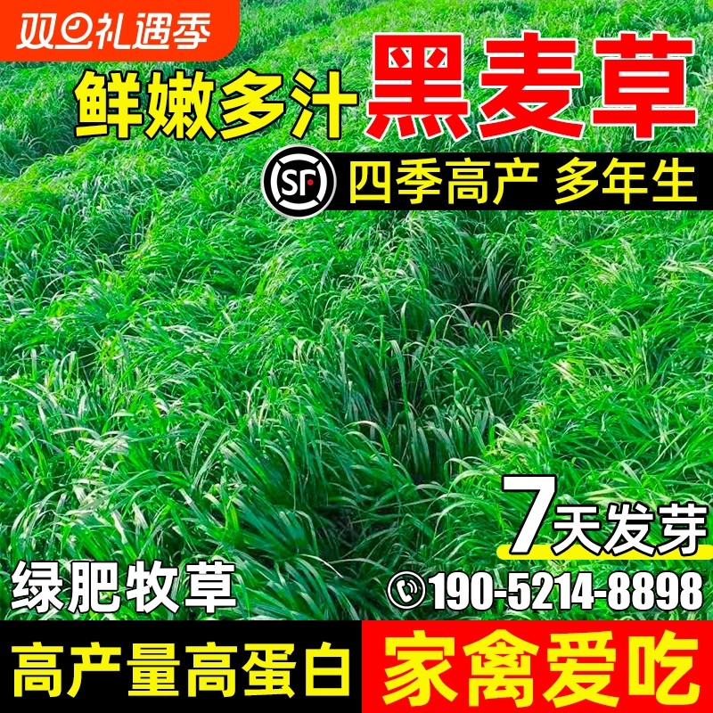 黑麦草种子四季高产型牧草种籽畜牧养殖高蛋白耐寒耐旱多年生草籽
