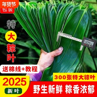野生新鲜粽子叶棕叶大号新叶包粽子专用的叶子端午节商用批发粽叶