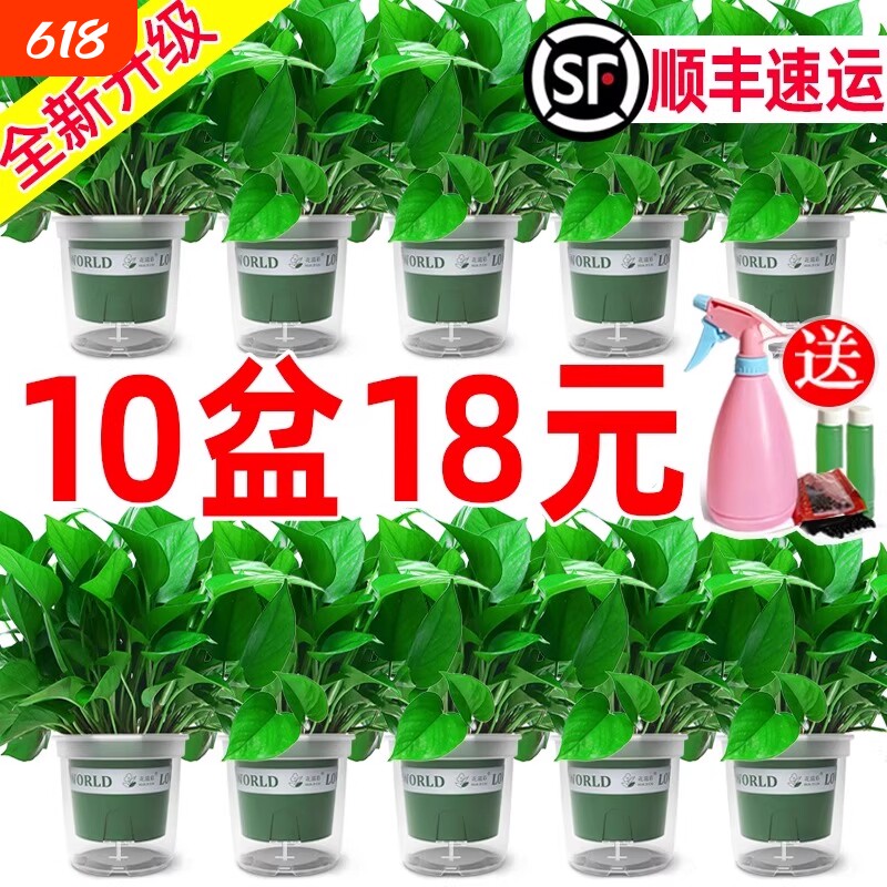 绿萝盆栽办公室内客厅大花盆吸除甲醛绿箩植物新房搬家好养活四季