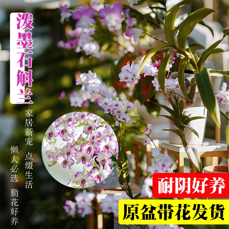 带花苞秋石斛兰花苗室内盆栽白泼墨阳台好养浓香水培花卉绿植客厅
