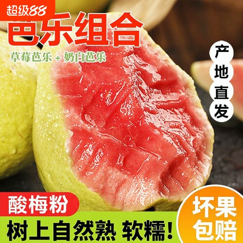 红心芭乐番石榴软糯软心