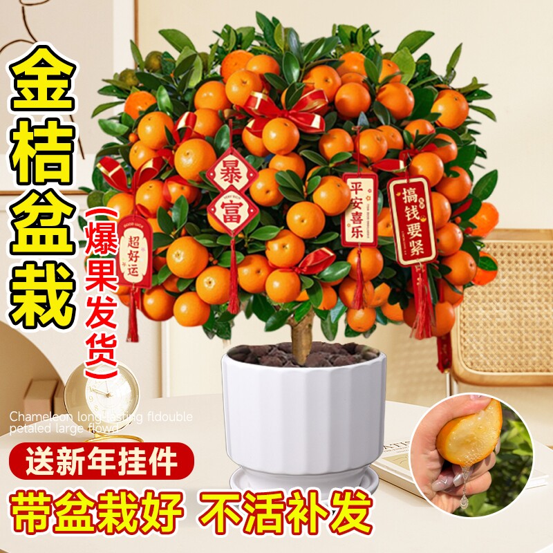金桔树树苗盆栽年橘可食用带果脆皮四季橘子客厅室内外花卉绿植物