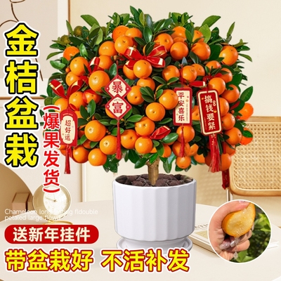 金桔树树苗盆栽年橘可食用带果脆皮四季橘子客厅室内外花卉绿植物
