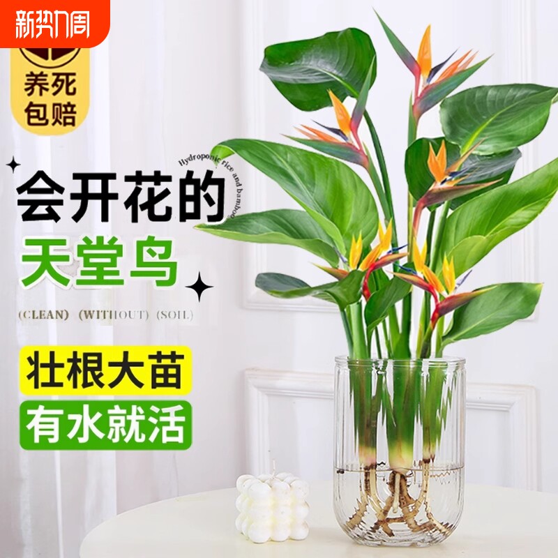 水培天堂鸟盆栽桌面北欧观叶四季常青植物室内大叶水养耐阴客厅